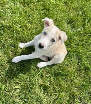 Betty White -  Shepherd Dog for Adoption in Lafayette, Colorado - Betty White | PetCurious