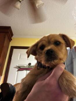 Scorch -  Cairn Terrier Dog for Adoption in Pottstown, Pennsylvania - Scorch | PetCurious