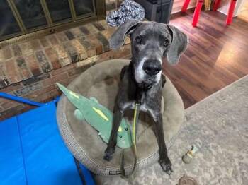 Rescue Great Dane Dogs for Adoption in Bullard, Texas - Ozz | PetCurious