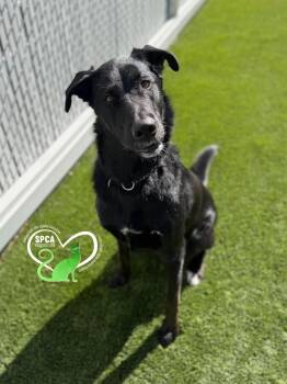 COPPER -  German Shepherd Dog Dog for Adoption in Delson, Quebec - COPPER | PetCurious