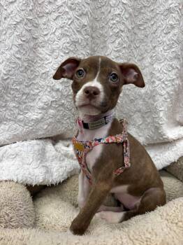 Sarah -  Mixed Breed Dog for Adoption in Mount Pleasant, South Carolina - Sarah | PetCurious
