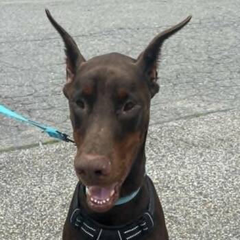 Rescue Doberman Pinscher Dogs for Adoption in Sandown, New Hampshire - 7912 Apollo - I'm A SSNAP Dog | PetCurious