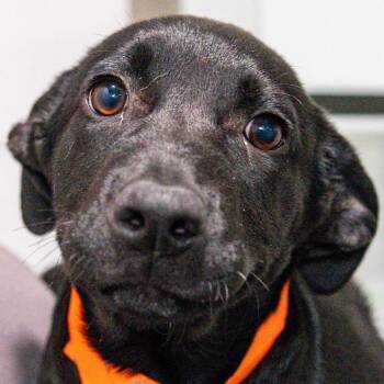 Mixed Breed Dogs Available for Adoption in Kennebunk, Maine - Serill *Avail By Appt* | PetCurious