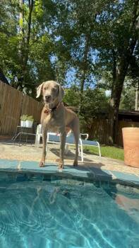 Roxy -  Weimaraner Dog for Adoption in Fayetteville, Arkansas - Roxy | PetCurious
