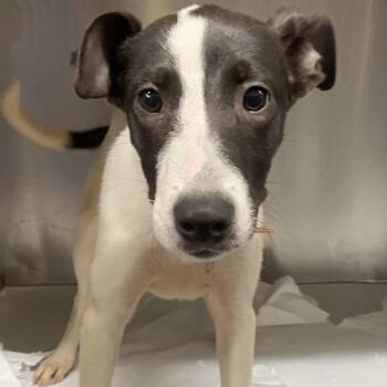 SCR2260 Harper -  Pointer and Mixed Breed Dog for Adoption in Port Washington, New York - SCR2260 Harper | PetCurious