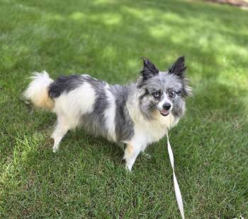 Bella -  Pomeranian Dog for Adoption in Orland Park, Illinois - Bella | PetCurious