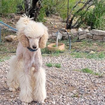 Rescue Standard Poodle Dogs for Adoption in Tucson, Arizona - Ken | PetCurious