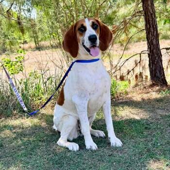 Coonhound Dogs Available for Adoption in Foley, Alabama - Hattie | PetCurious