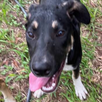 Princess -  Mixed Breed Dog for Adoption in Magnolia, Texas - Princess | PetCurious