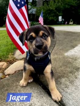 Jager -  German Shepherd Dog Dog for Adoption in Denver, North Carolina - Jager | PetCurious