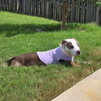 Daisy -- Courtesy Post -  American Staffordshire Terrier and Pit Bull Terrier Dog for Adoption in Frederick, Maryland - Daisy -- Courtesy Post | PetCurious