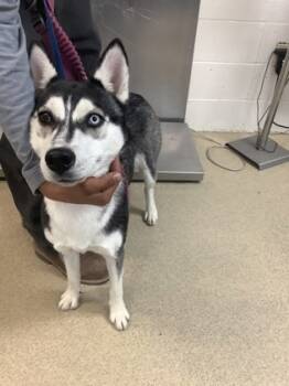 Rescue Husky and Mixed Breed Dogs for Adoption in Fort Worth, Texas - COCO | PetCurious