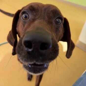 Plott Hound Dogs Available for Adoption - Cyrus | PetCurious