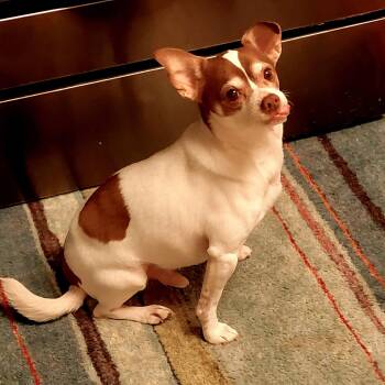 Happy -  Chihuahua Dog for Adoption in Blaine, Minnesota - Happy | PetCurious