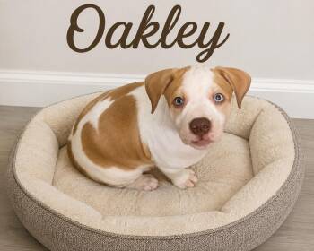 Oakley -  Labrador Retriever Dog for Adoption in Momence, Illinois - Oakley | PetCurious
