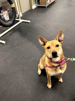 Rescue German Shepherd Dog and Australian Cattle Dog Blue Heeler Dogs for Adoption in Bloomfield, Connecticut - Callie | PetCurious