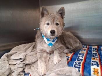 American Eskimo Dog and Klee Kai Dogs Available for Adoption - LUCKY | PetCurious