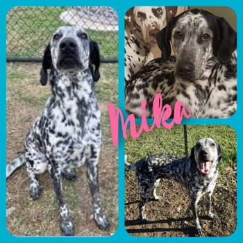 Rescue Dalmatian Dogs for Adoption in Colorado Springs, Colorado - Mika | PetCurious