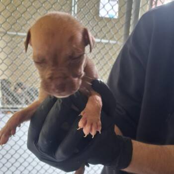 Pit Bull Terrier Dogs Available for Adoption - Bogey | PetCurious