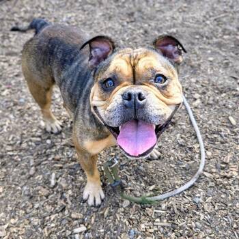 Breezy -  Mixed Breed Dog for Adoption in Oakland, California - Breezy | PetCurious
