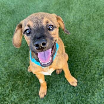 Beef Stick -  Chihuahua Dog for Adoption in Las Vegas, Nevada - Beef Stick | PetCurious