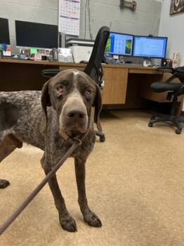 Rescue German Shorthaired Pointer and Mixed Breed Dogs for Adoption in Madera, California - Skrugs | PetCurious