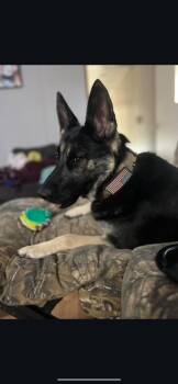 Roxy - Community Post -  German Shepherd Dog Dog for Adoption in Floyd, Virginia - Roxy - Community Post | PetCurious