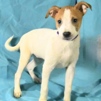 Harmony -  Mountain Cur and Mixed Breed Dog for Adoption in South Elgin, Illinois - Harmony | PetCurious