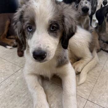 Fluffy -  Catahoula Leopard Dog and Standard Poodle Dog for Adoption in Franklin, North Carolina - Fluffy | PetCurious