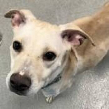 Mixed Breed Dogs Available for Adoption - Vega  | PetCurious