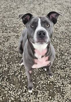 Rescue Pit Bull Terrier Dogs for Adoption in Mcminnville, Oregon - Ryan | PetCurious