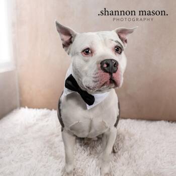 Drogo -  Pit Bull Terrier Dog for Adoption in Las Vegas, Nevada - Drogo | PetCurious