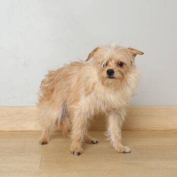 Norwich Terrier and Mixed Breed Dogs Available for Adoption in Minnetonka, Minnesota - Biggie D69411 | PetCurious