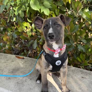 Labrador Retriever and Shepherd Dogs Available for Adoption - Egg | PetCurious