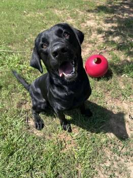 MOOSE -  Labrador Retriever Dog for Adoption in Grovetown, Georgia - MOOSE | PetCurious