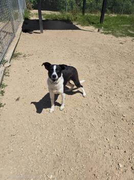 Tilly -  Border Collie Dog for Adoption in Maquoketa, Iowa - Tilly | PetCurious
