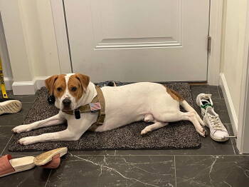 Rescue Mixed Breed Dogs for Adoption in Shelburne, Vermont - Bucky | PetCurious