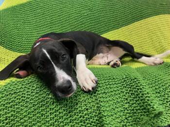 Rescue Great Dane Dogs for Adoption in Pearisburg, Virginia - Spruce | PetCurious