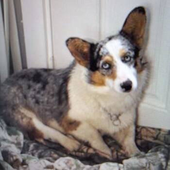 Cardigan Welsh Corgi Dogs Available for Adoption in Boaz, Alabama - Chester | PetCurious