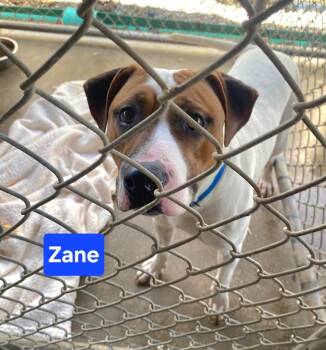 Hound Dogs Available for Adoption in Clinton, Missouri - Zane | PetCurious