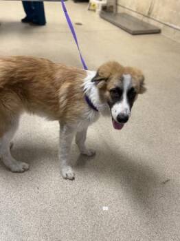 A1932932 -  Bernese Mountain Dog and Mixed Breed Dog for Adoption in Riverside, California - A1932932 | PetCurious