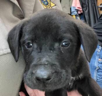 Rescue Black Mouth Cur and Golden Retriever Dogs for Adoption in Warrenton, Oregon - Coco Puffs KP3 | PetCurious