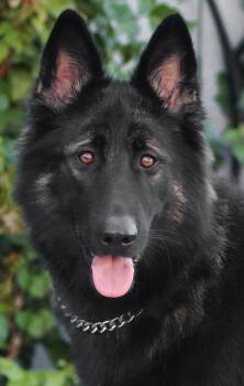 Rescue German Shepherd Dog Dogs for Adoption in Los Angeles, California - *Luna Von Lichtenau | PetCurious