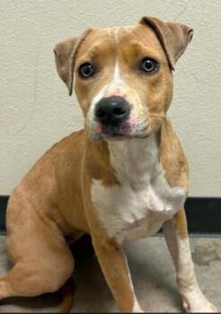 Queen Elizabark -  Terrier and Mixed Breed Dog Available for Adoption in Lampasas, Texas - Queen Elizabark | PetCurious
