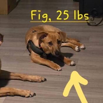 Carolina Dog Dogs Available for Adoption in Plano, Texas - Figgy | PetCurious