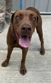Maddie -  Weimaraner and Chocolate Labrador Retriever Dog for Adoption in Lawrenceburg, Tennessee - Maddie | PetCurious