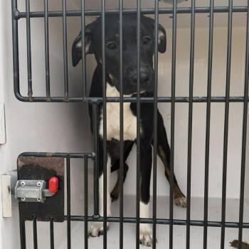 Tegan -  Rottweiler and Mixed Breed Dog Available for Adoption in Shinnston, West Virginia - Tegan | PetCurious