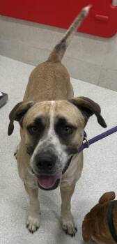 Mixed Breed Dogs Available for Adoption in Honolulu, Hawaii - Clyde | PetCurious