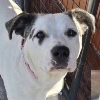 Great Pyrenees Dogs Available for Adoption in Elyria, Ohio - Livvi | PetCurious