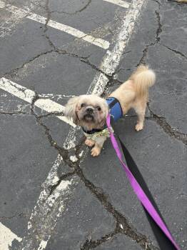 Woody -  Shih Tzu Dog for Adoption in Marietta, Georgia - Woody | PetCurious